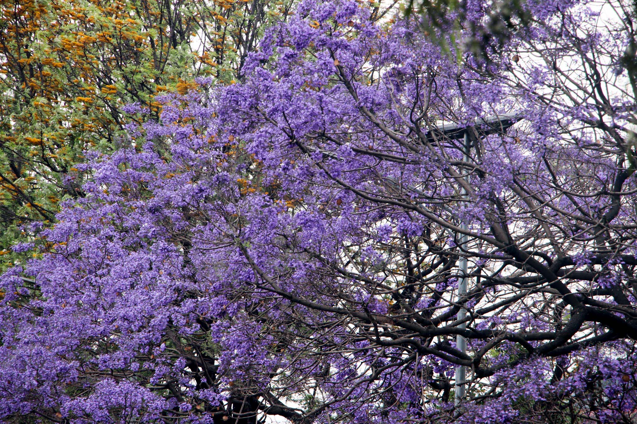 Jacaranda blossoms000001682661716.jpg
